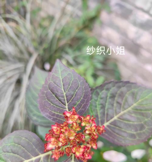 足球女神秀球技巧分析？如何提升足球技巧？